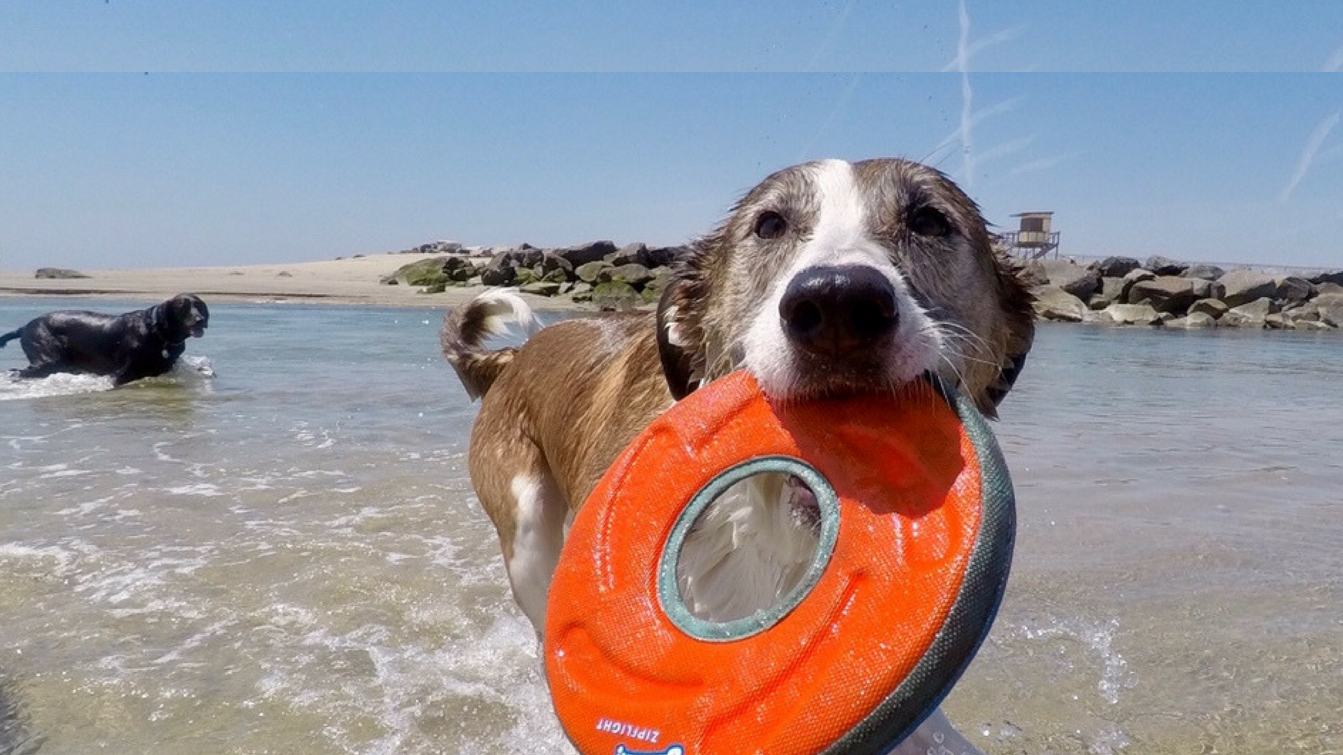 Reactive Dog, Leash Aggression