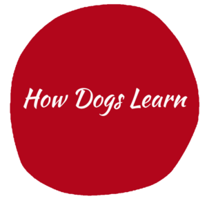 how dogs learn