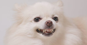 Dog Aggression Dog Trainer Newport Beach