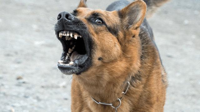 Dog Aggression Newport Beach