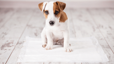 [Episode 9] Biggest Potty Training Mistake Most Dog Owners Make