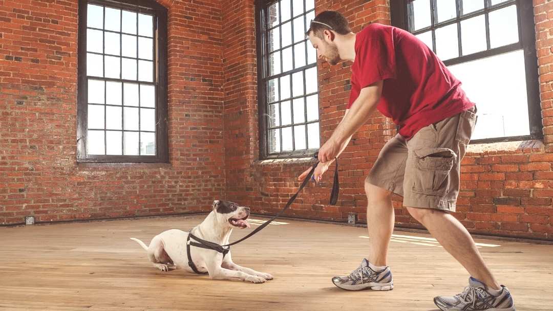 Do Bootcamp Dog Training Programs Work?