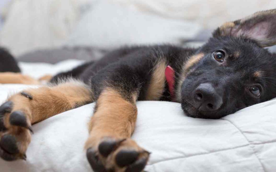 Leaving Your Puppy Home Alone Do's and Don'ts