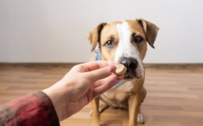 [Epi 20] 3 Reasons Why Your Dog Isn’t Food Motivated