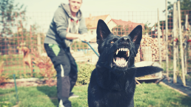 What is reactivity and leash aggression?