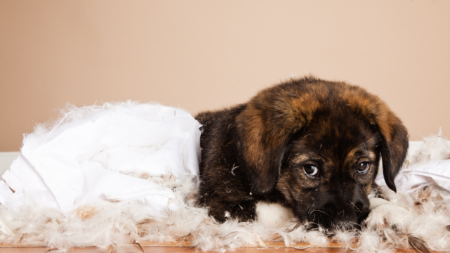 5 Tips for Puppy Owners.