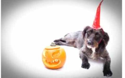 [Epi 31] 7 Tips to Keep Your Dog Calm on Halloween