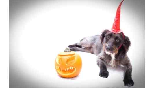 7 Tips to Keep Your Dog Calm on Halloween