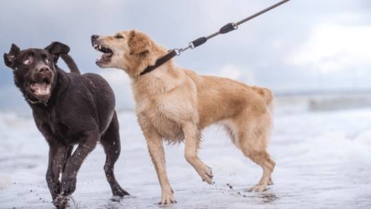 6 Ways to Help Your Reactive or Leash Aggressive Dog
