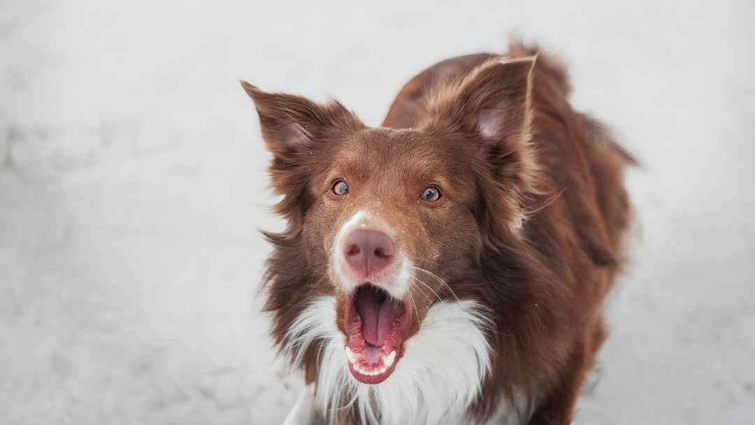 Demand Barking, Why this isn't your typical barking problem