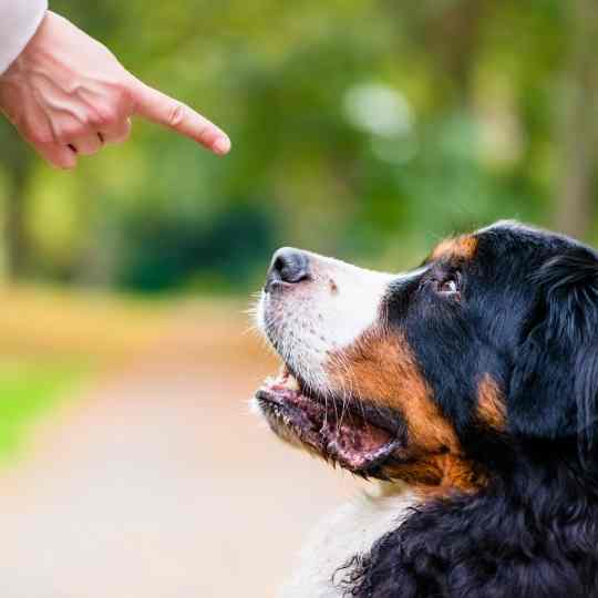 10 Common Dog Training Mistakes