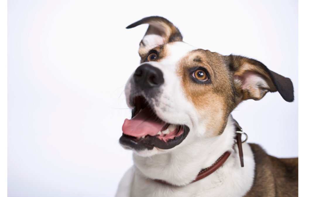 Common Mistakes with Positive Reinforcement Dog Training