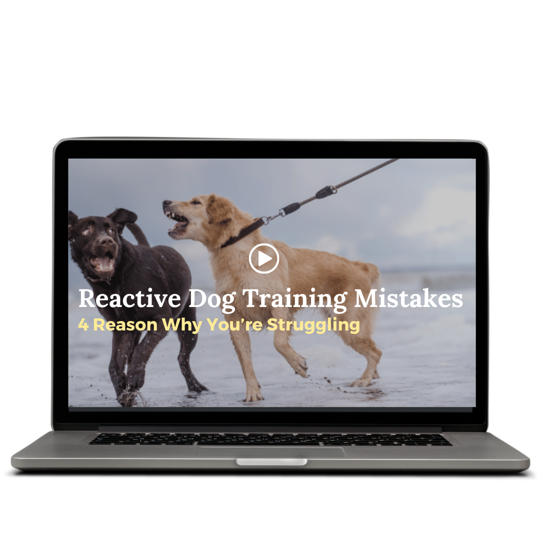 Barkaholics reactive dog training