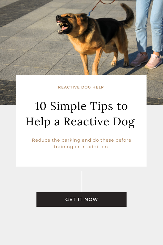 Reactive Dog Tips | Barkaholics