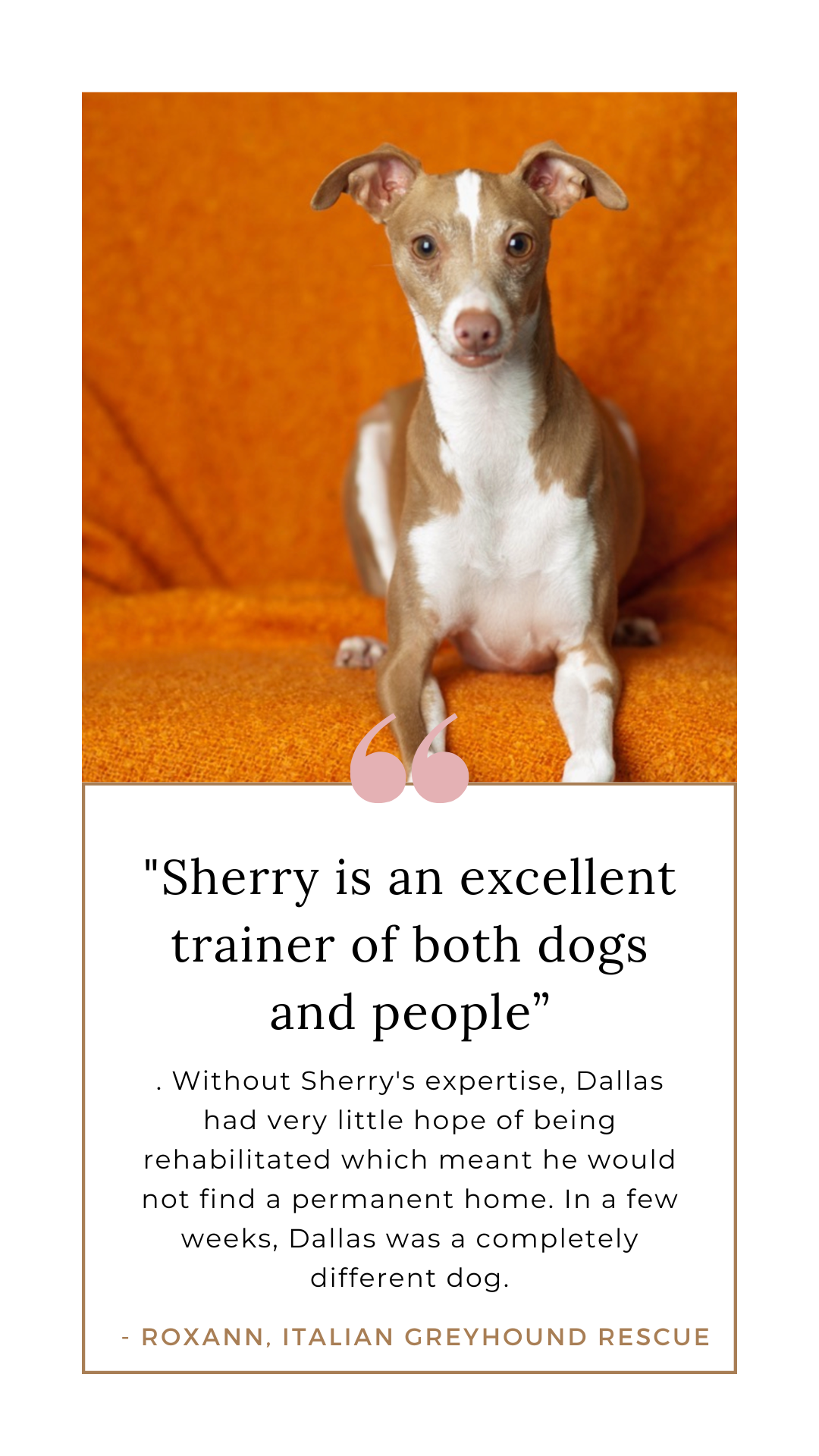 dog trainer in Irvine rescue dog