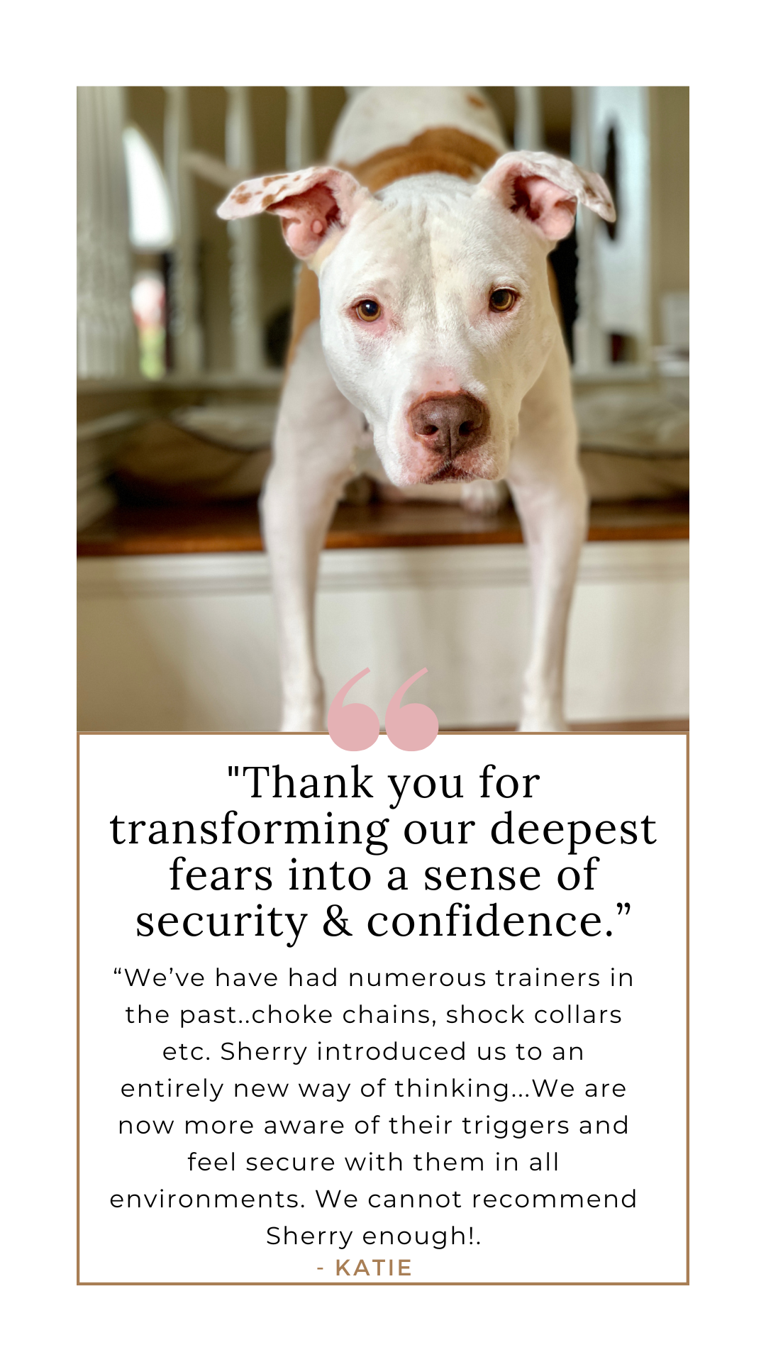 dog trainer in Costa Mesa, reactivity